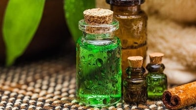 Tea tree oil has antiseptic and antibacterial properties that kill antibiotic-resistant bacteria. It gives instant relief in case of minor injuries. (Shutterstock )