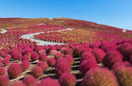 Hitachi Seaside Park in Japan is a captivating natural wonderland showcasing a stunning kaleidoscope of seasonal flowers. (SAKARIN SAWASDINAKA / SHUTTERSTOCK) Hitachi Seaside Park in Japan is a captivating natural wonderland showcasing a stunning kaleidoscope of seasonal flowers. (SAKARIN SAWASDINAKA / SHUTTERSTOCK)