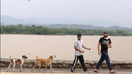 Chandigarh residents dodging stray dogs at the Sukhna Lake. (HT FIle)