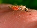 Nine more deaths were reported from dengue during the period, raising the fatalities from the infection to 176. (Representative image) Nine more deaths were reported from dengue during the period, raising the fatalities from the infection to 176. (Representative image)