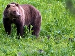 According to officials, grizzly bear tracks were found at the scene (AP Photo/Jim Urquhart, File - Representational image)