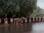 Lion strolls casually on a flyover Lion strolls casually on a flyover