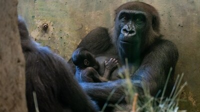 Gorilla Sully with her new born baby (Columbus Zoo and Aquarium website) Gorilla Sully with her new born baby (Columbus Zoo and Aquarium website)