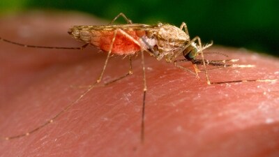 Nine more deaths were reported from dengue during the period, raising the fatalities from the infection to 176. (Representative image) Nine more deaths were reported from dengue during the period, raising the fatalities from the infection to 176. (Representative image)