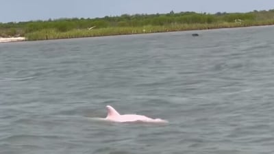 Snapshot of rare pink dolphin. (Facebook/@Thurman Gustin) Snapshot of rare pink dolphin. (Facebook/@Thurman Gustin)