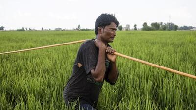The PMFBY is the country’s main subsidized crop insurance scheme, where farmers pay between 1.5% and 2% of the premiums depending on crop cycles (Bloomberg) The PMFBY is the country’s main subsidized crop insurance scheme, where farmers pay between 1.5% and 2% of the premiums depending on crop cycles (Bloomberg)