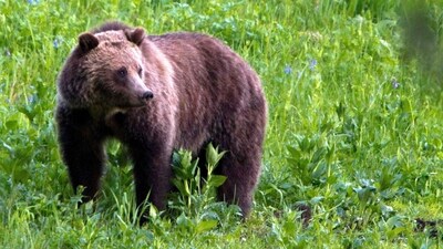 According to officials, grizzly bear tracks were found at the scene (AP Photo/Jim Urquhart, File - Representational image) (AP) According to officials, grizzly bear tracks were found at the scene (AP Photo/Jim Urquhart, File - Representational image) (AP)