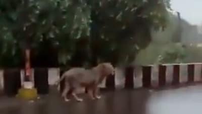 Lion strolls casually on a flyover Lion strolls casually on a flyover