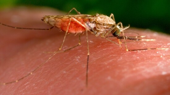 Nine more deaths were reported from dengue during the period, raising the fatalities from the infection to 176. (Representative image)