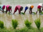 Farmers plant rice saplings in a paddy field on the outskirts of Amritsar. The world's biggest rice exporter India has banned some overseas sales of the grain "with immediate effect", the government said, in a move that could drive international prices even higher. Farmers plant rice saplings in a paddy field on the outskirts of Amritsar. The world's biggest rice exporter India has banned some overseas sales of the grain "with immediate effect", the government said, in a move that could drive international prices even higher.