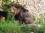 The forest of Vadodara-Dodiya is situated near the seashore and lions have been spotted in the area in the past as well