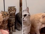 A cat shaking paws with its human. 