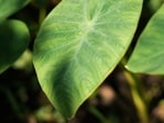 arbi_leaves