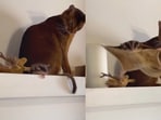 Cat's reaction upon seeing its friend fly will leave you in splits. Cat's reaction upon seeing its friend fly will leave you in splits.