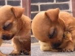 The image, taken from the viral video, shows a puppy resting its head on the chick. The image, taken from the viral video, shows a puppy resting its head on the chick.