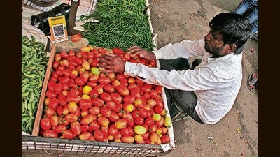 According to market experts, farmers who were not growing tomatoes also opted for the crop as they saw an opportunity to make money with access to irrigation. (HT PHOTO) According to market experts, farmers who were not growing tomatoes also opted for the crop as they saw an opportunity to make money with access to irrigation. (HT PHOTO)