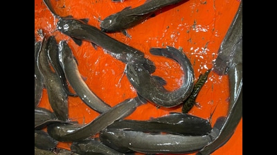 Despite levying fines of up to ₹10,000, the cultivation of Thai Magur fish in Punjab persists. (HT Photo) Despite levying fines of up to ₹10,000, the cultivation of Thai Magur fish in Punjab persists. (HT Photo)