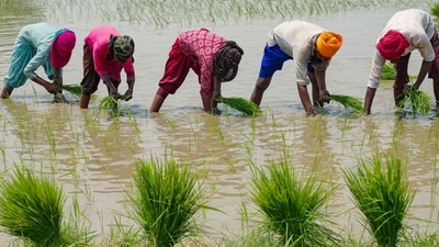Farmers plant rice saplings in a paddy field on the outskirts of Amritsar. The world's biggest rice exporter India has banned some overseas sales of the grain "with immediate effect", the government said, in a move that could drive international prices even higher. (AFP)