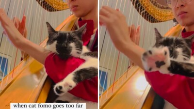 The image shows a woman playing harp with her pet cat. (Instagram/@nywharp) The image shows a woman playing harp with her pet cat. (Instagram/@nywharp)