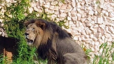 The forest of Vadodara-Dodiya is situated near the seashore and lions have been spotted in the area in the past as well (Representative image)