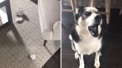 The image shows a dog arguing with its human. (Reddit/@HeyImDadMe) The image shows a dog arguing with its human. (Reddit/@HeyImDadMe)