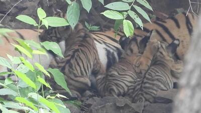 The officer added that T-84, the daughter of T-19 seemed to be very weak. (HT Photo)