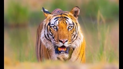 Tiger hide and bones weighing 15 kg have been recovered. (Representational photo) Tiger hide and bones weighing 15 kg have been recovered. (Representational photo)