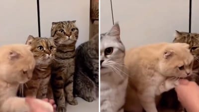 A cat shaking paws with its human. (Screengrab)