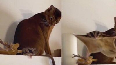 Cat's reaction upon seeing its friend fly will leave you in splits. (Twitter/@buitengebieden) Cat's reaction upon seeing its friend fly will leave you in splits. (Twitter/@buitengebieden)