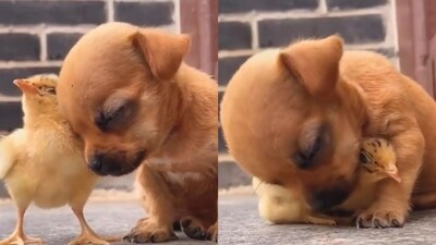 The image, taken from the viral video, shows a puppy resting its head on the chick. (Twitter/@buitengebieden) The image, taken from the viral video, shows a puppy resting its head on the chick. (Twitter/@buitengebieden)