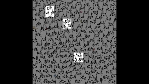 Brain Teaser: Three pandas without shades are highlighted in this picture. (Gergely Dudás) Brain Teaser: Three pandas without shades are highlighted in this picture. (Gergely Dudás)