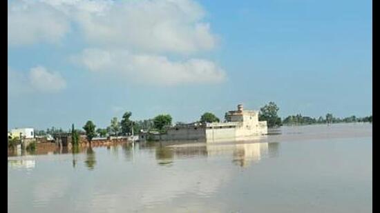 Paddy sown over 12,500 hectares in Doaba’s Jalandhar and Kapurthala districts have been damaged due to floods that wreaked havoc post July 10, according to agriculture department officials.