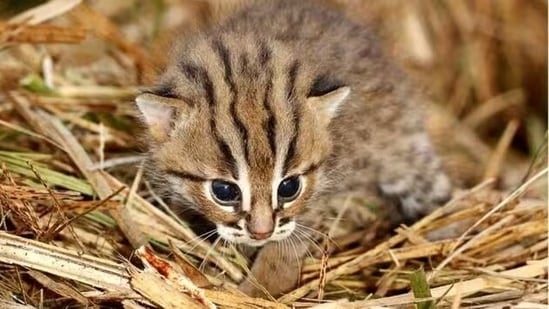 Asma's husband Hasan told the police that ever since the twins were born, a cat was seen in the house everyday, but the alert family members used to chase it away. (File)