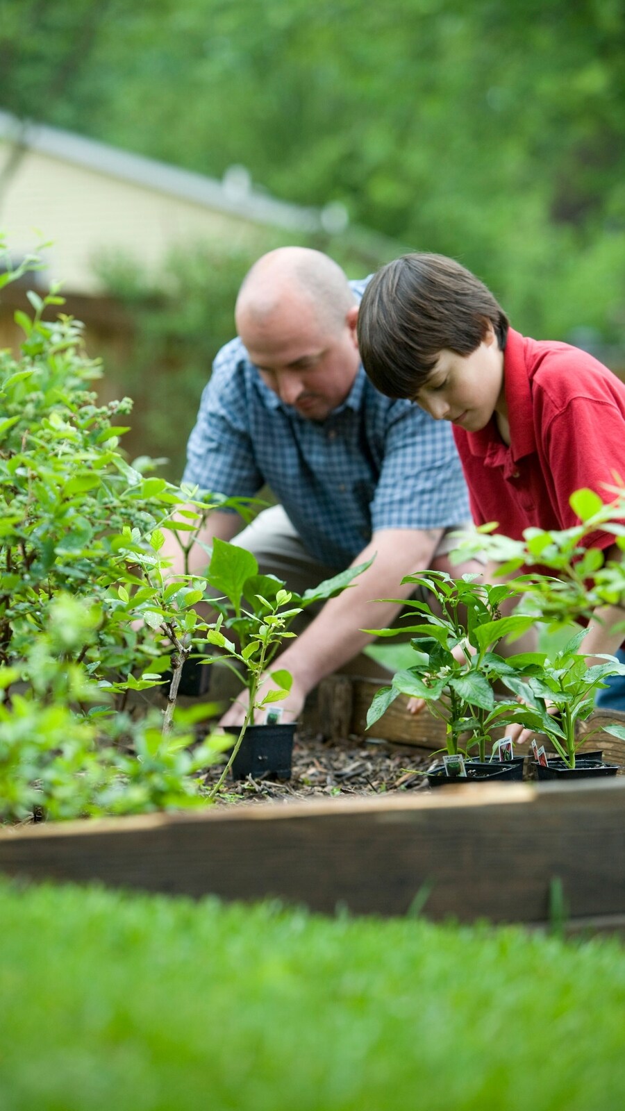 plants