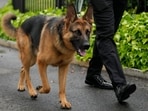 President Joe Biden's dog Commander, a German shepherd, is walked outside the West Wing of the White House in Washington, Saturday, April 29, 2023. (AP Photo/Carolyn Kaster)