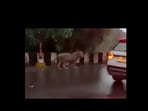 Lion seen taking a stroll on a busy flyover in Gujarat.