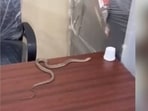 A video of the incident showed the snake crawling on a table at the GHMC office.