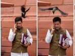 Combo photo of Aam Aadmi Party (AAP) MP Raghav Chadha as a crow brushes past him at Parliament House complex during the Monsoon session. (PTI) Combo photo of Aam Aadmi Party (AAP) MP Raghav Chadha as a crow brushes past him at Parliament House complex during the Monsoon session. (PTI)