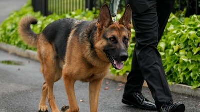 President Joe Biden's dog Commander, a German shepherd, is walked outside the West Wing of the White House in Washington, Saturday, April 29, 2023. (AP Photo/Carolyn Kaster) (AP) President Joe Biden's dog Commander, a German shepherd, is walked outside the West Wing of the White House in Washington, Saturday, April 29, 2023. (AP Photo/Carolyn Kaster) (AP)