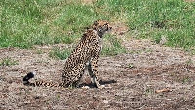The cheetahs, however, continued to die. (ANI- Representative image) The cheetahs, however, continued to die. (ANI- Representative image)