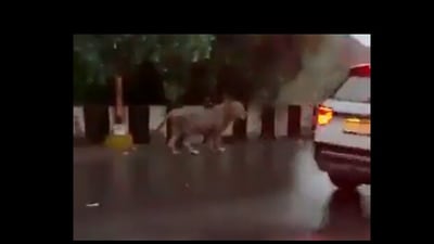 Lion seen taking a stroll on a busy flyover in Gujarat. (Twitter) Lion seen taking a stroll on a busy flyover in Gujarat. (Twitter)
