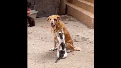 The image shows a cat taking care of a dog. (Reddit/@sproggs44) The image shows a cat taking care of a dog. (Reddit/@sproggs44)
