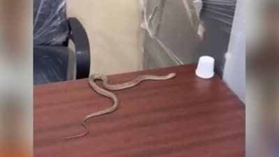 A video of the incident showed the snake crawling on a table at the GHMC office. A video of the incident showed the snake crawling on a table at the GHMC office.