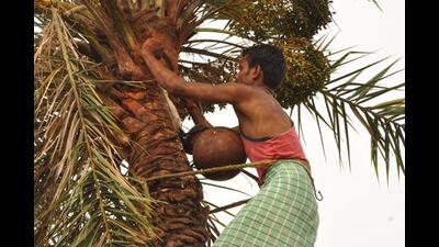 Toddy will be marketed as the traditional, natural beverage of the state, Kerala minister for Excise and Local Self-Government MB Rajesh said. (HT Photo) Toddy will be marketed as the traditional, natural beverage of the state, Kerala minister for Excise and Local Self-Government MB Rajesh said. (HT Photo)