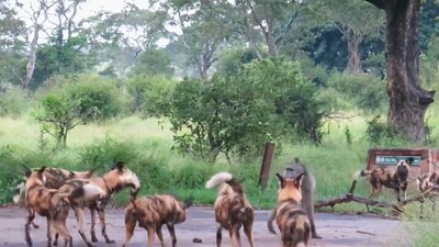 The image shows a baboon fighting with wild dogs. (Facebook/@Latest Sightings - Kruger) The image shows a baboon fighting with wild dogs. (Facebook/@Latest Sightings - Kruger)