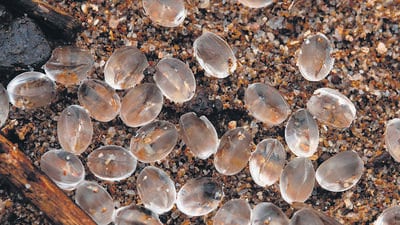 We put out an SOS online, and people began reporting these nurdles from Juhu and Versova beaches as well. (HT Photo) We put out an SOS online, and people began reporting these nurdles from Juhu and Versova beaches as well. (HT Photo)