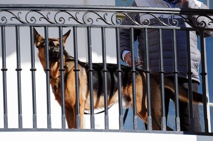 FILE - President Joe Biden's dog Commander looks out from the balcony during a pardoning ceremony for the national Thanksgiving turkeys at the White House in Washington, Nov. 21, 2022. Secret Service records show that President Joe Biden's dog Commander has bitten its officers stationed at the White House 10 times between October 2022 and January. At least one biting incident required a trip to the hospital for the injured officer. (AP Photo/Carolyn Kaster, File) (AP) FILE - President Joe Biden's dog Commander looks out from the balcony during a pardoning ceremony for the national Thanksgiving turkeys at the White House in Washington, Nov. 21, 2022. Secret Service records show that President Joe Biden's dog Commander has bitten its officers stationed at the White House 10 times between October 2022 and January. At least one biting incident required a trip to the hospital for the injured officer. (AP Photo/Carolyn Kaster, File) (AP)