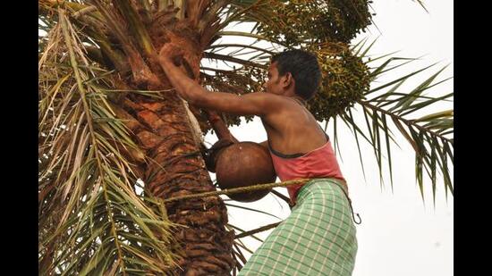 Toddy will be marketed as the traditional, natural beverage of the state, Kerala minister for Excise and Local Self-Government MB Rajesh said. (HT Photo)