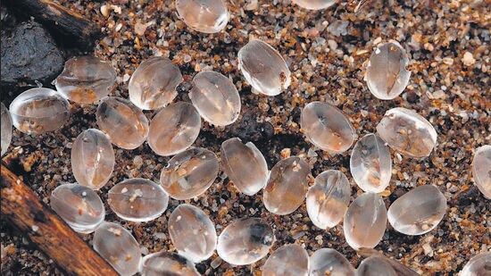 We put out an SOS online, and people began reporting these nurdles from Juhu and Versova beaches as well. (HT Photo)