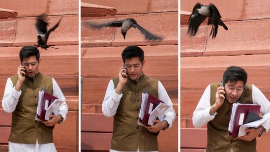 Combo photo of Aam Aadmi Party (AAP) MP Raghav Chadha as a crow brushes past him at Parliament House complex during the Monsoon session. (PTI)